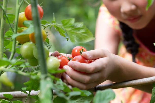 Tomatoes in the Garden